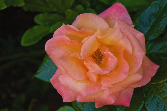 Spindrift Rose
