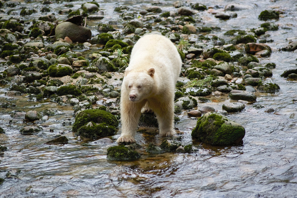 Looking for salmon!
