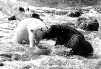 Spirit Bears Fight_16sRGB